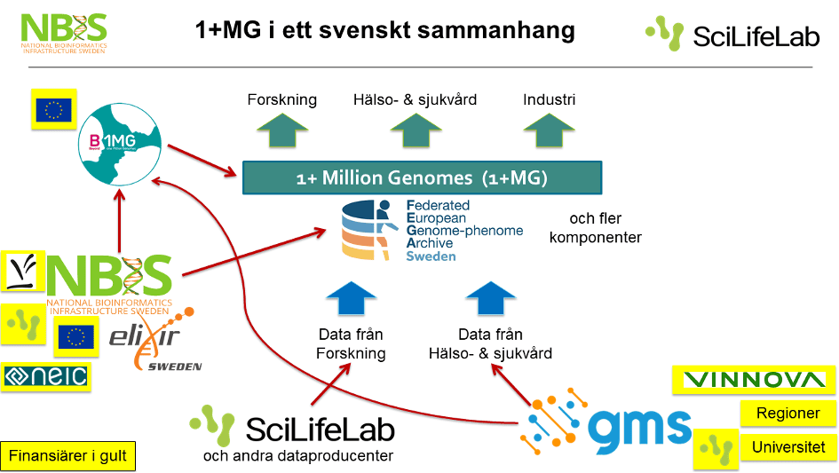 1+MG Översikt